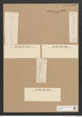 Diatomeae indet. Zeichnungen Sammlung Grunow Nr. 4498 (NHMW-BOT-W0372463)